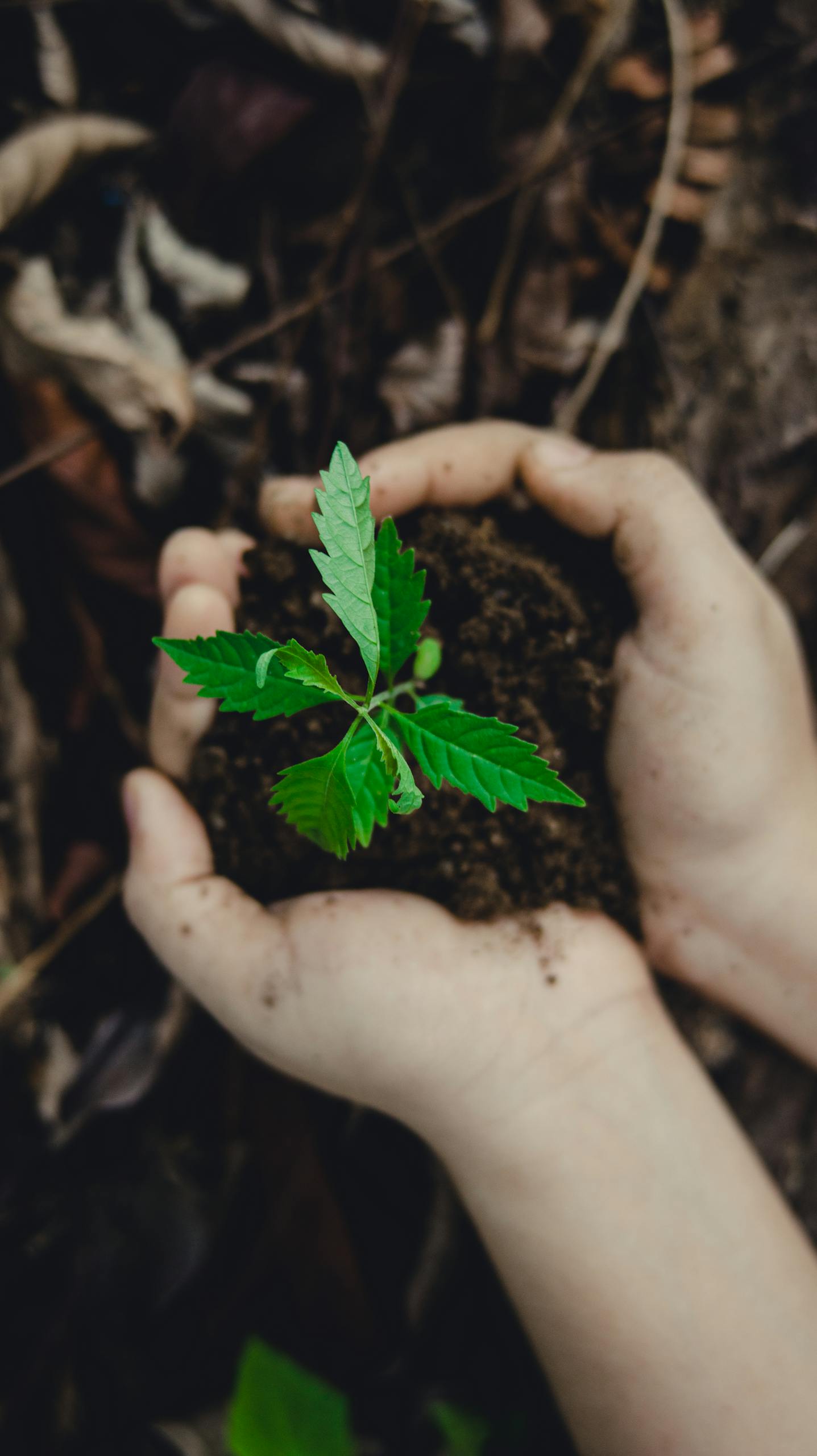 Close-up of hands holding a small plant with soil, symbolizing growth and nature.